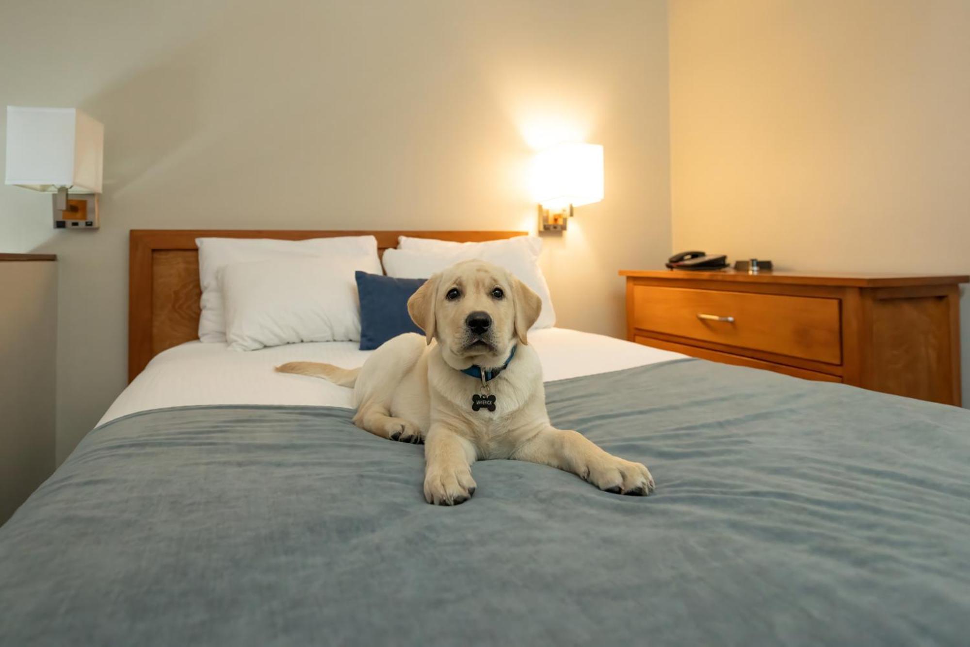Whistler Village Inn & Suites Bagian luar foto